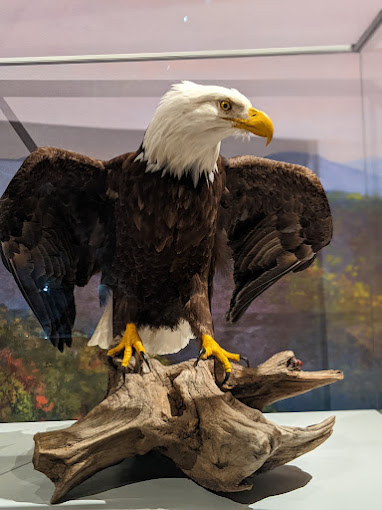 Cook Museum of Natural Science