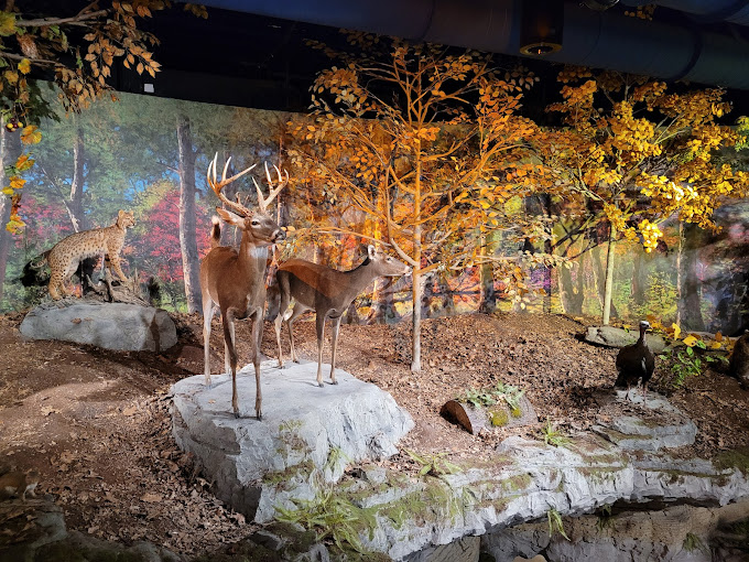 Cook Museum of Natural Science