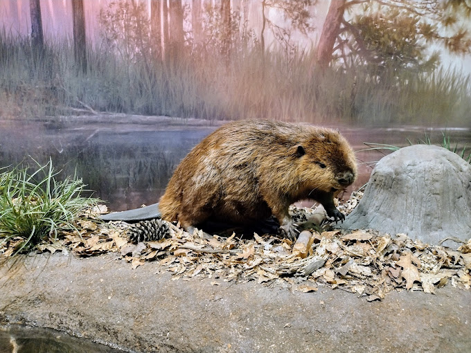 Cook Museum of Natural Science