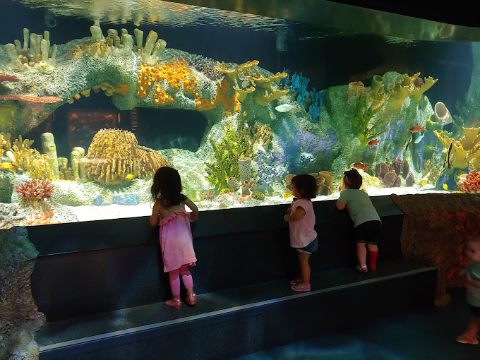 Cook Museum of Natural Science