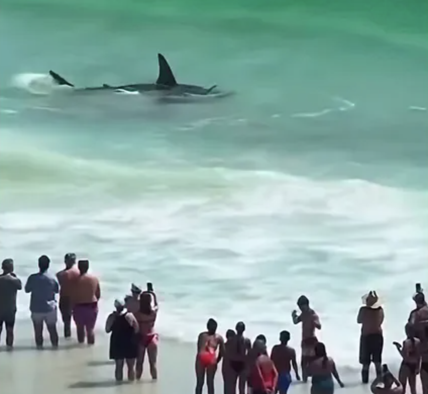 Hammerhead shark