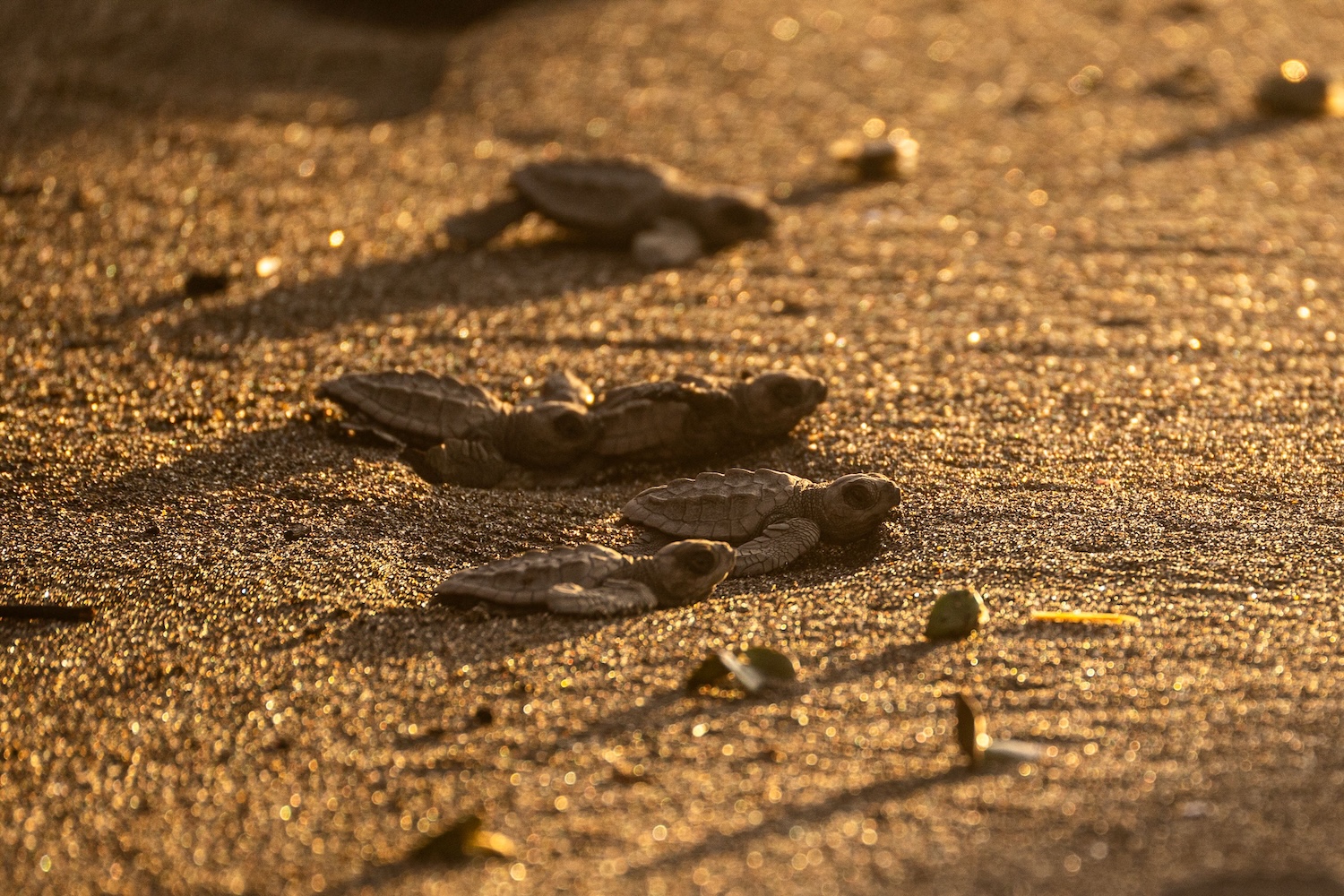 hatchlings