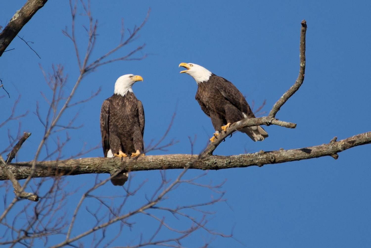 Bald Eagle